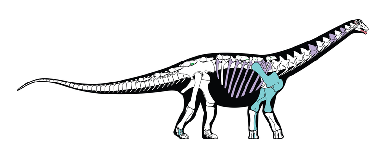 Mansourasaurus skeletal reconstruction (Image: McAfee, Carnegie MNH)